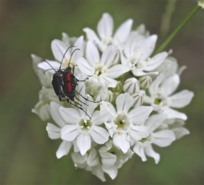 Beetles, Sierra