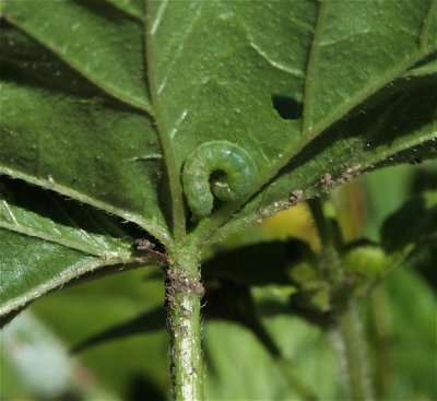 larva