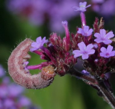 cat? on Verbena