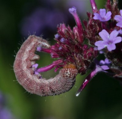 cat? on Verbena