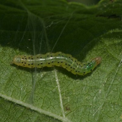 Larva on Hollyhock