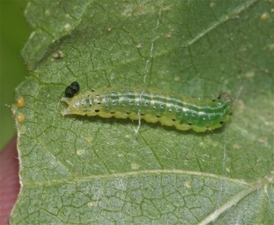 Sawfly Larva on Mallow