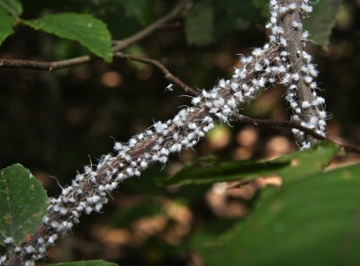 Beech Blight Aphids