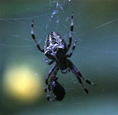 Araneus nordmanni