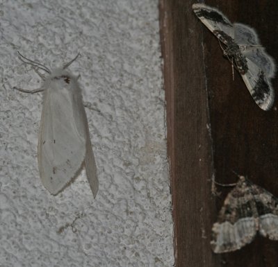 Epirrhoe alternata, White-banded Carpet moth, 7394, bottom right