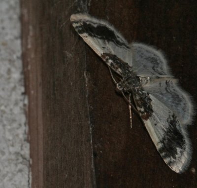 Hydrelia condensata, 7420, one of the Carpet Moths