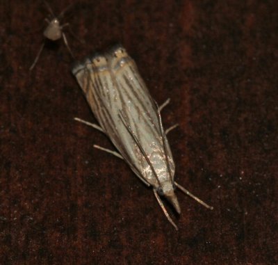 Chrysoteuchia topiaria, Topiary Grass-veneer Moth, 5391