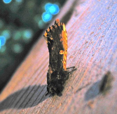 Schizura unicornis, Unicorn Caterpillar Moth, 8007