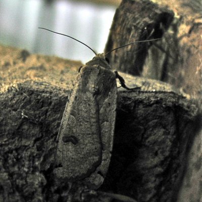 Moth Woodpile, Noctura pronuba