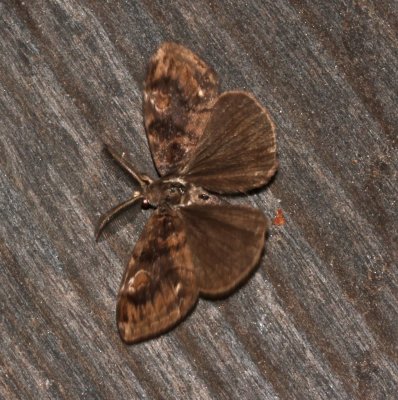 Definte Tussock Moth, open