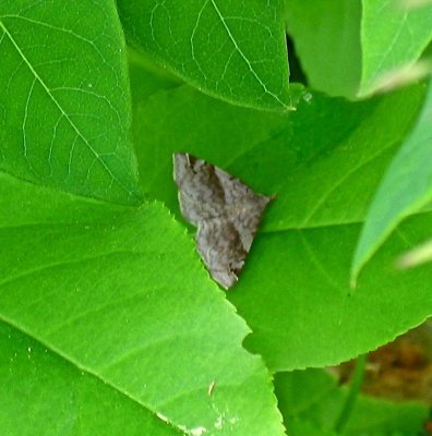 Spargaloma sexpuntata, Six-spotted Gray Moth, on Dogbane, 8479