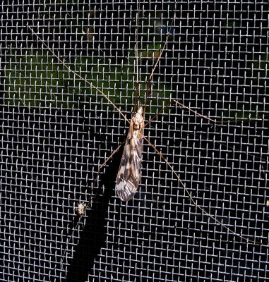 long legged insect