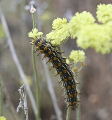 Cat California, Euphydryas?