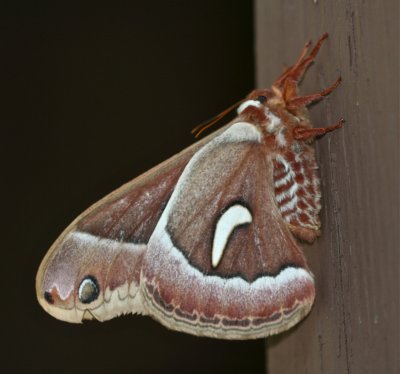 Ceanothus Silk Moth, Hyalophora euryalus, female, 7770 (Sierra)