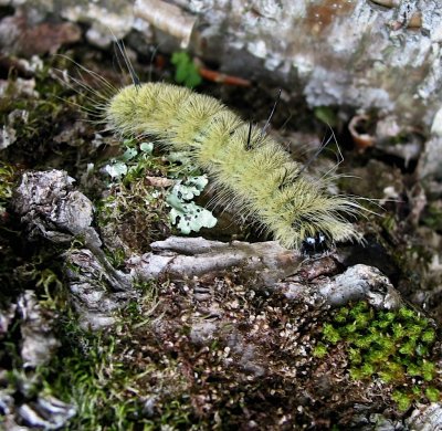 American Dagger Moth Cat, Acronicta americana,9200