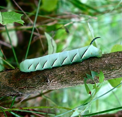 Sphinx Kalmiae, Laural or Fawn Sphinx