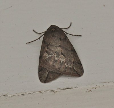 6662, Paleacrita vernata, Spring Cankerworm Moth, (Creamery Moth)