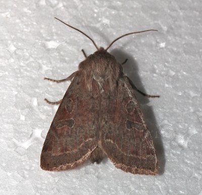 10495, Orthosia hibisci, Speckled Green Fruitworm Moth