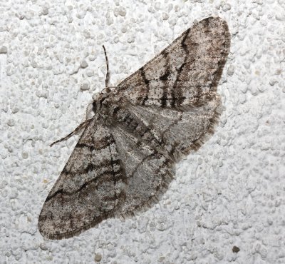 6658, Phigalia titea, Half Wing Moth
