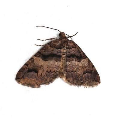 7329, Anticlea vasiliata, Variable Carprt Moth