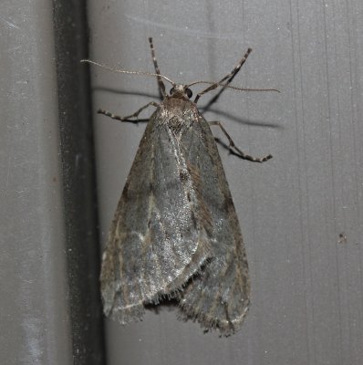 6662, Paleacrita vermata, Spring Canker Worm Moth