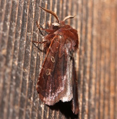 10994, Cerastis tenebrifera , Reddish Speckled Dart