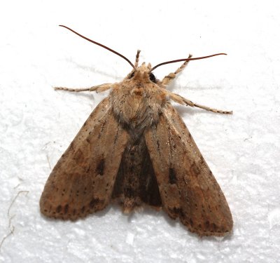9888, Lithophane innominata