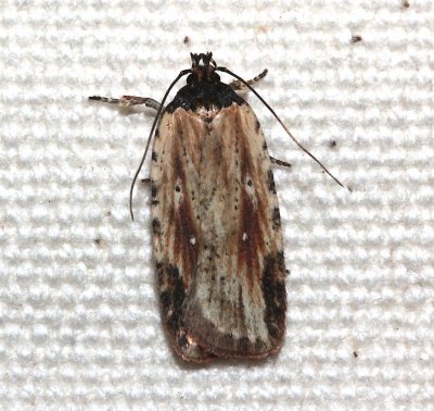 0864, Agonopterix atrodorsella