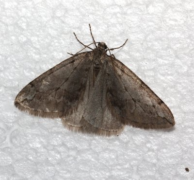 6662, Paleacrita vernata, Spring Cankerworm Moth