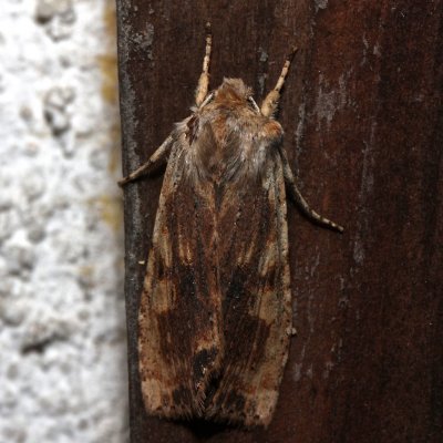 Lithophane: hemina/petulca, ferrealis form,
