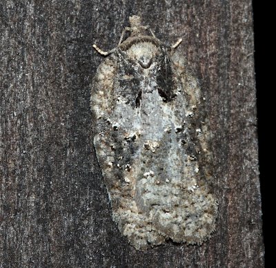 3520, probable Acleris fuscana, Small Aspen Leaftier Moth