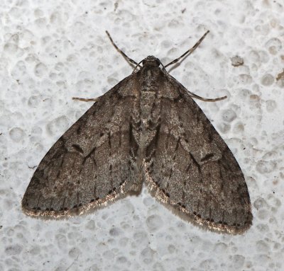7637 ,  Cladara  limitaria, Mottled Gray Carpet