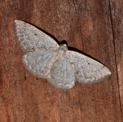 6668, Lomographa  glomeraria, Gray Spring Moth