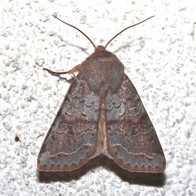 10490, Orthosia revicta, Subdued Quaker