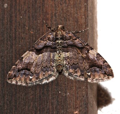 7329, Anticlea vasiliata, Variable Carpet Moth