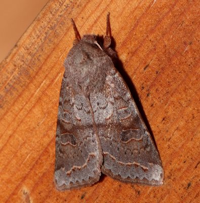 10490, Orthosia revicta, Subdued Quaker