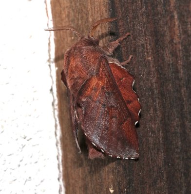 7687, Pseudodesma americana, Lappet Moth