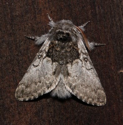 9184 , Colocasia flavicornus, Yellowhorn Moth