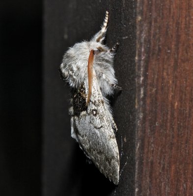 9184, Colocasia flavicornus, Yellowhorn Moth