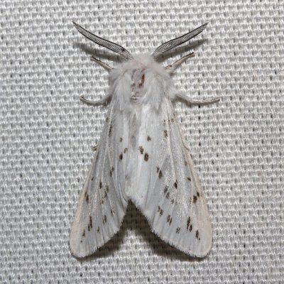 8136, Spilosoma dubia, Dubious Tiger Moth
