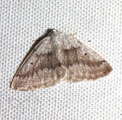 6668, Gray Spring Moth