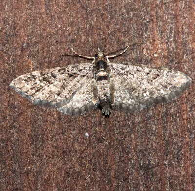 7543, Epithecia annulata