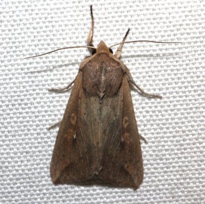 10438, Mythimna unipuncta, Armyworm Moth