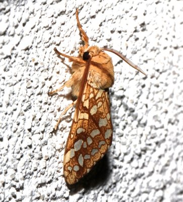8211, Lophocampa caryae, Hickory Tussock Moth.