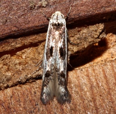 1461.1 Blastodacna atra, Apple Pith Moth, (Five-spotted micro)