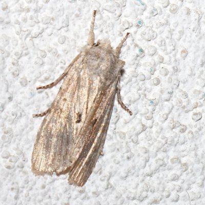 whitish moth