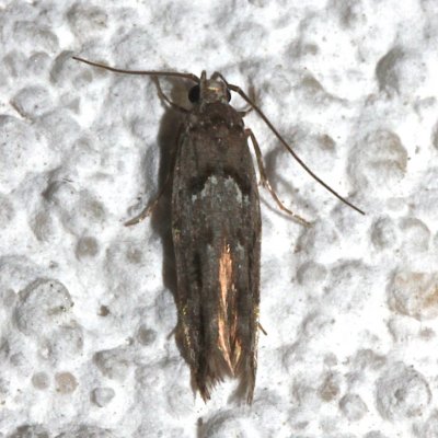 Coleotechnites sp.