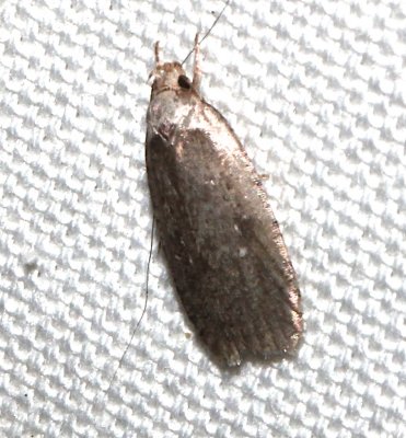 0862, Agonopterix clemensella