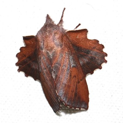 7687, Lappet Moth