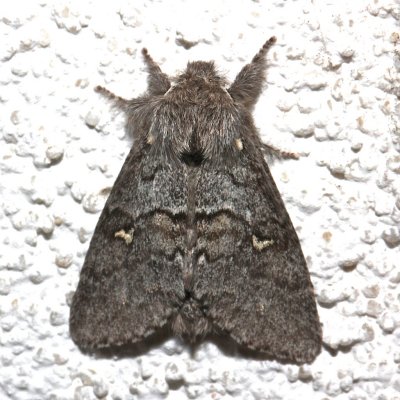 7933,  Gluphisia avimacula,  Four-spotted Gluphisia